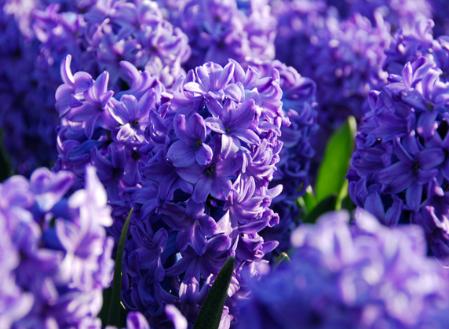 12月12日の誕生花の意味 花言葉辞典